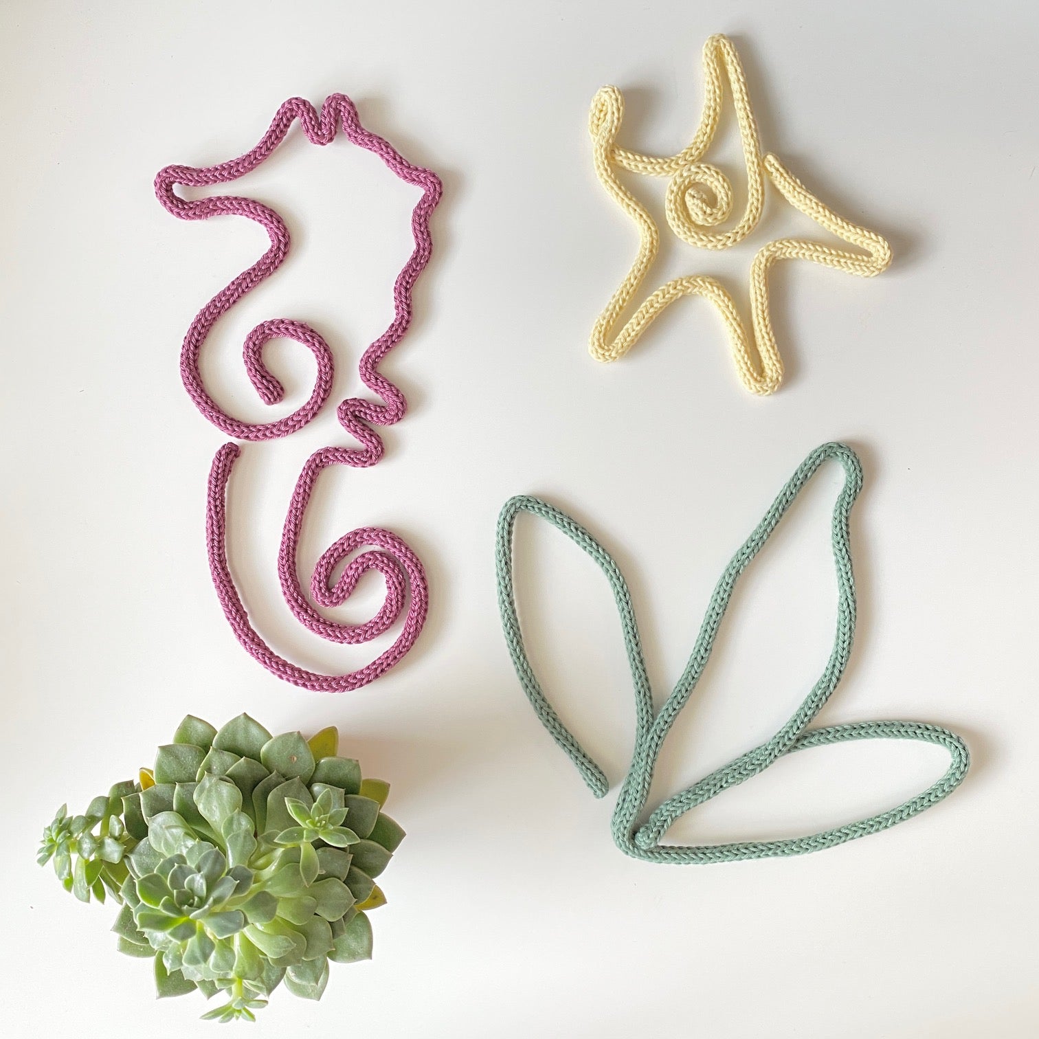 Zeester | Zeepaard | Algen